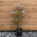 Baza čierna (Sambucus nigra) ‘CHOCOLATE MARZIPAN’ - výška 30-50 cm, kont. C1,5L